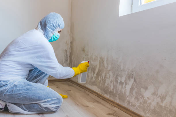 Licensed Commercial Mold Remediation service in Marysville, MI - WQB Mold Removal